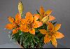 <em>Lilium dauricum alpinum</em>